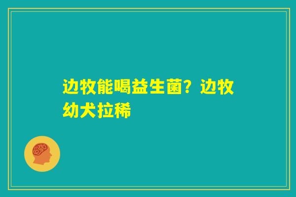 边牧能喝益生菌？边牧幼犬拉稀