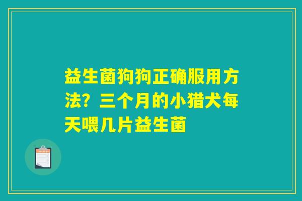 益生菌狗狗正确服用方法？三个月的小猎犬每天喂几片益生菌