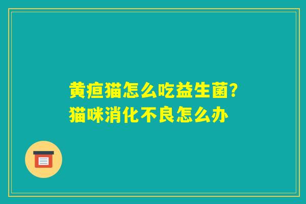 黄疸猫怎么吃益生菌?猫咪消化不良怎么办 黄疸猫怎么吃益生菌?猫咪消化不良怎么办