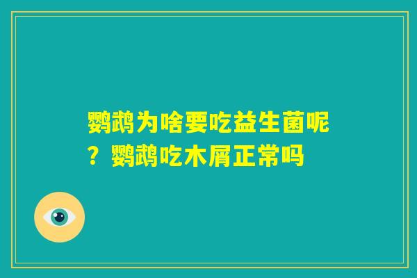 鹦鹉为啥要吃益生菌呢？鹦鹉吃木屑正常吗