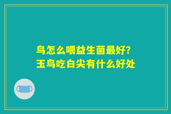 鸟怎么喂益生菌最好？玉鸟吃白尖有什么好处