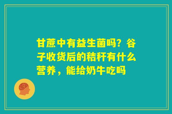 甘蔗中有益生菌吗？谷子收货后的秸秆有什么营养，能给奶牛吃吗