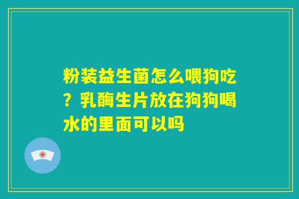 粉装益生菌怎么喂狗吃？乳酶生片放在狗狗喝水的里面可以吗