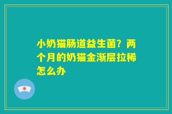 小奶猫肠道益生菌?两个月的奶猫金渐层拉稀怎么办 小奶猫肠道益生菌?两个月的奶猫金渐层拉稀怎么办