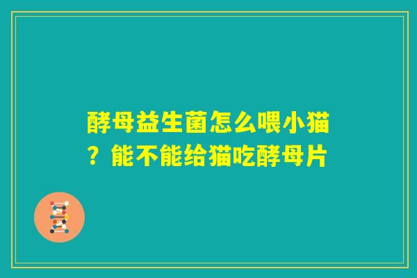 酵母益生菌怎么喂小猫?能不能给猫吃酵母片 酵母益生菌怎么喂小猫?能不能给猫吃酵母片