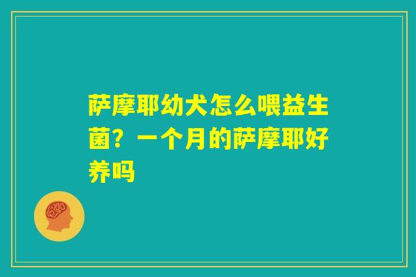 萨摩耶幼犬怎么喂益生菌?一个月的萨摩耶好养吗 萨摩耶幼犬怎么喂益生菌?一个月的萨摩耶好养吗