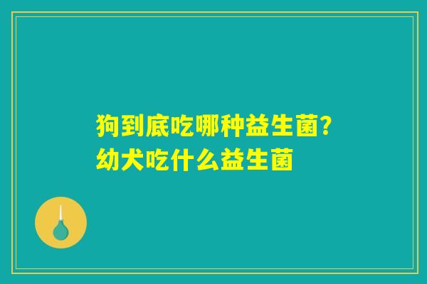 狗到底吃哪种益生菌？幼犬吃什么益生菌