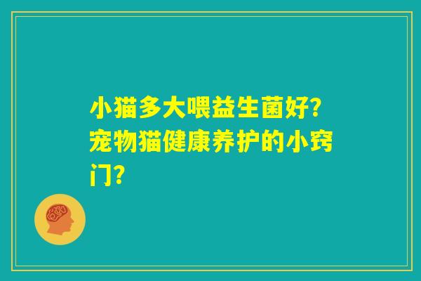 小猫多大喂益生菌好？宠物猫健康养护的小窍门？