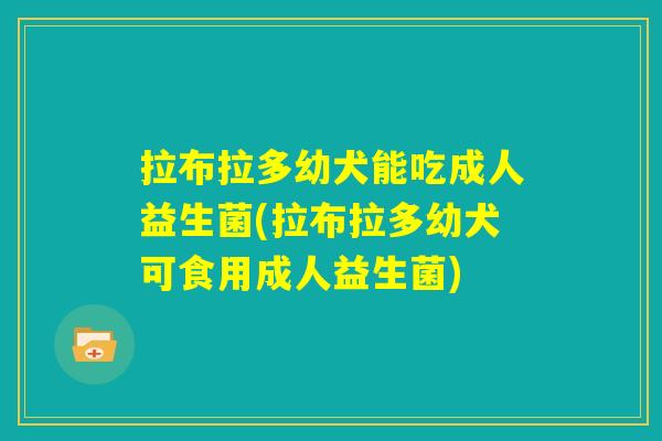 拉布拉多幼犬能吃成人益生菌(拉布拉多幼犬可食用成人益生菌) 拉布拉多幼犬能吃成人益生菌(拉布拉多幼犬可食用成人益生菌)