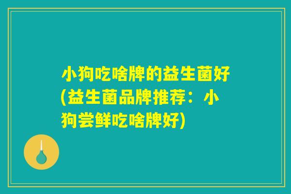 小狗吃啥牌的益生菌好(益生菌品牌推荐:小狗尝鲜吃啥牌好) 小狗吃啥牌的益生菌好(益生菌品牌推荐:小狗尝鲜吃啥牌好)
