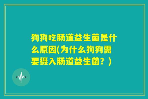 狗狗吃肠道益生菌是什么原因(为什么狗狗需要摄入肠道益生菌？)