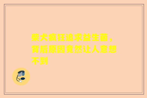 柴犬疯狂追求益生菌，背后原因竟然让人意想不到